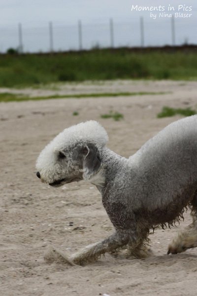 2010-06-26 Arc-en-ciel Arlequin (43).jpg